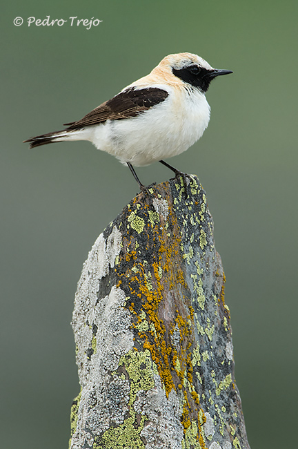 Collalba rubia (Oenanthe hispanica)